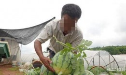 吃瓜网红事件贵州最新,揭秘网络舆论的风暴与真相